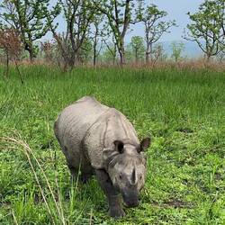 Und präsentiert sich uns in seiner vollen Pracht 🦏