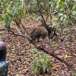 Ein paar Wildschweine