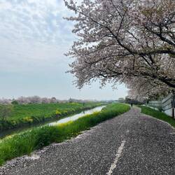 Die Kirschblüten fallen langsam