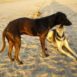 Wie immer Strassenhunde um uns. Den Schwarzen dünnen haben wir mit Hundefutter gestopft.