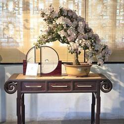 ... und in einem Pavillon Bonsai