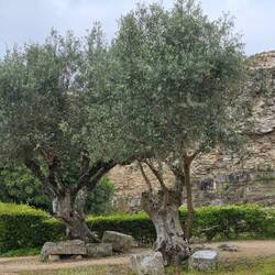 Some Roman ruins in back of the trees