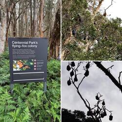 Flughunde im Centennial Park