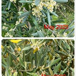 Top: Healthy after 21 days of rain Bottom: Heat and drought stressed