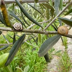 Snails in the olive trees.