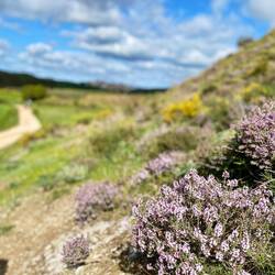 Thymian - so riecht Spanien im Frühling