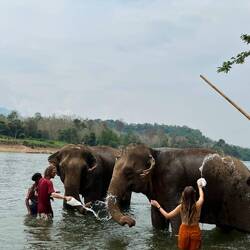 Keeping on the poo-free side of the ellies