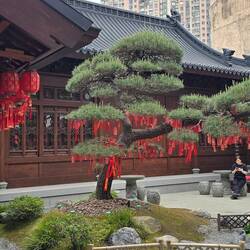 ein Baum voll mit Wünschen