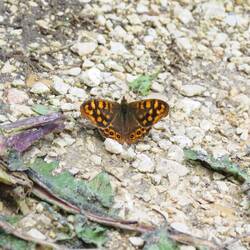 Und schon gar nicht, wer sich auf dem Weg aufhält....
