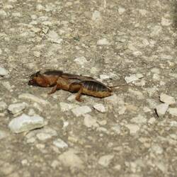 ...was Kinderaugen so alles sehen