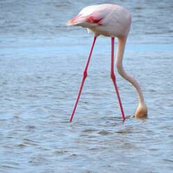 ...schon besser. Nur noch warten bis der Kopf oben ist...