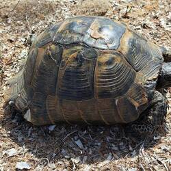 Schildkröten überall