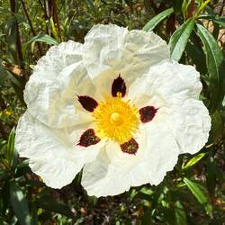 die Blüte einer Lack-Zistrose