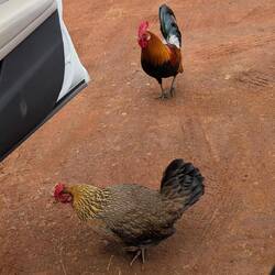 Snack für unterwegs?🤔🍗