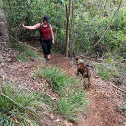 Die laufen hier frei herum, daher auch der Peilsender