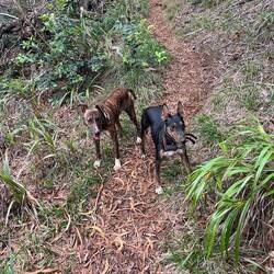Zur Ablenkung begleiten uns Jagdhunde eine Weile...😊