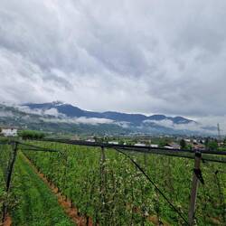 Wechsel zwischen Weinbergen und Apfelplantagen 🤩