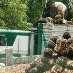 Frucht einer Ölpalme