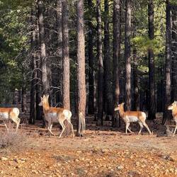 Pronghorn Antelopes