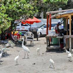 Birds gather opportunistically near this fish processing point.