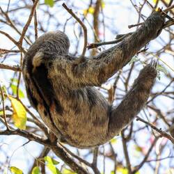 Three-toed sloth in a park. A shy animal, despite my best efforts, wouldn't look at the camera.