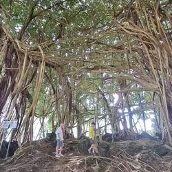 So many banyan trees young and (really) old!