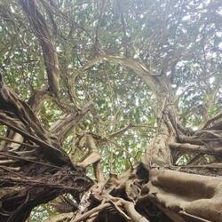View looking up through the trees to the sky.