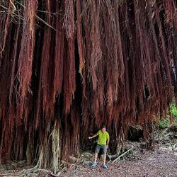This is yet another ginormous tree across the street from Kaumana Caves.