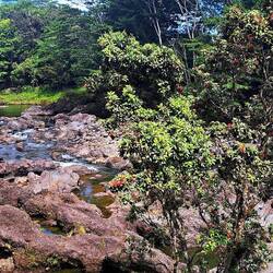 This is the 'top' of what feeds Rainbow Falls. (the top of the Falls are there on the right)