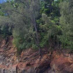 Look at this tree hanging onto the water's edge for dear life.