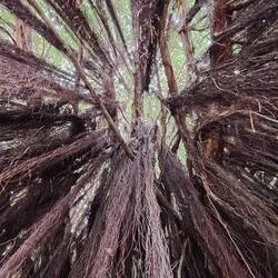 Looking up to the sky through the tree.
