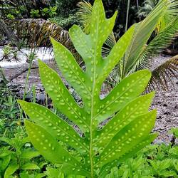 Fun leaf with little 'peas' inside of it; from the 'fern' family.