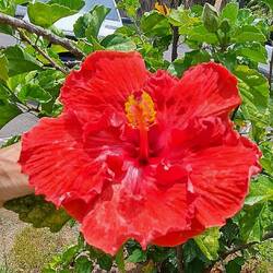 Hibiscus