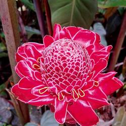 I founds lots of possible names for this tropical lovely; couldn't pin it down.