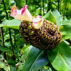 Flower from the 'ginger' (?) family.