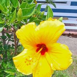 Traditional hibiscus. :)