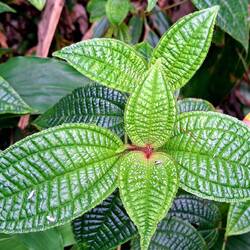 Hawaii has some of the most interesting foliage. Wish I could identify it all.