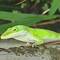 A 'Green Anole' (lizard).