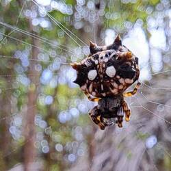 Now for the 'fun finds'. (Well, mostly 'fun'.) Spider here. Ick ick ick.