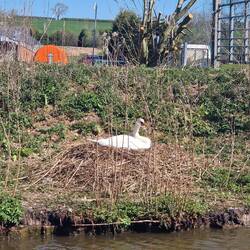 It'll not be long before cygnets join us on the water