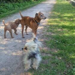 Tiger and Leo meeting their neighbour Digger