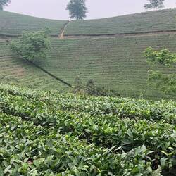 plantation de théiers