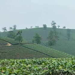 Plantation de théiers