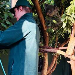 Den Koala scheint es sehr zu interessieren, was hier abgeht 😊.