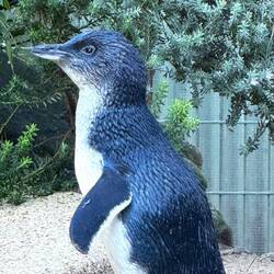 Weißflügelpinguin - die kleinste Art der Pinguine