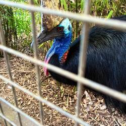 Kasuar - der gefährlichste Vogel der Welt