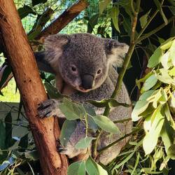 Süsser kleiner Kerl