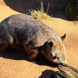 Wombat