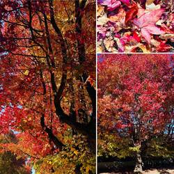 Der Herbst in voller Pracht