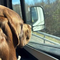 Snoopy non capisce perché non ci fermiamo...